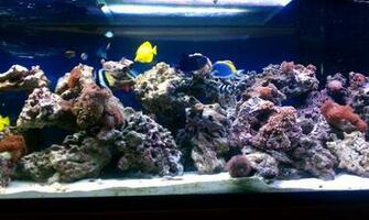Old Reef The Tank Gallery HD Wallpaper Car Pictures