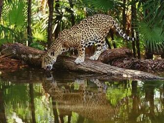African Animal Wallpaper Pictures