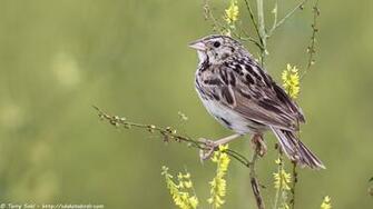 Bairds Sparrow Imgkid The Image Kid Has It