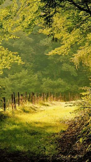 iPhone Summer Day In The Forest Wallpaper For