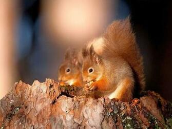 Cute Squirrels Wallpaper