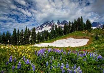 Wallpaper Mount Rainier National Park Mountains Flowers