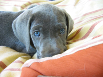 The Silver Lab Your Questions Answered From Traits To Treats
