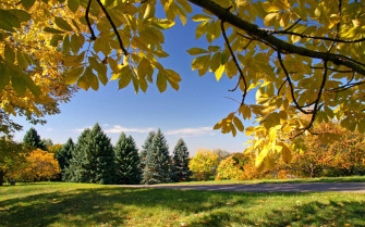 Early Autumn Wallpaper