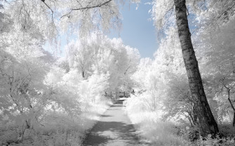 White Wallpaper