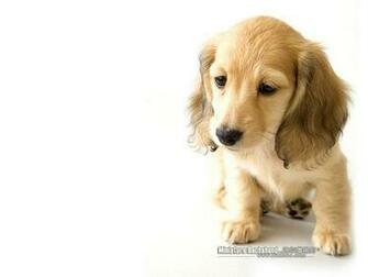 Dachshund Puppy Wallpaper Cuddly Miniature Pictures