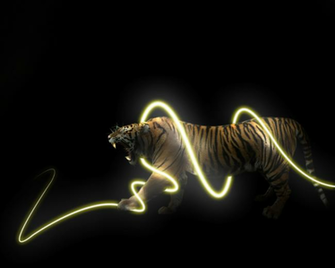 Cool Tiger Wallpaper Rocketdock