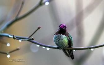 Birds Wallpaper Amp Pictures HD New Colleciton