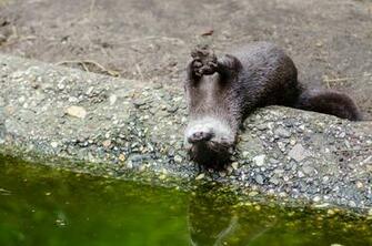 Oriental Small Clawed Otter Image