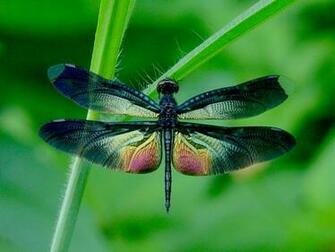 Colorful Dragonfly Wallpaper Desktop Background Computer