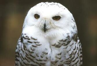 Snowy Owl Screensavers For iPad Owls