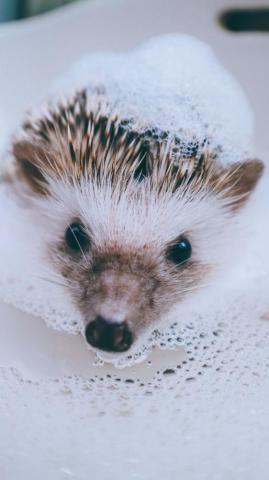 Hedgehog Animal Water Foam Bath Wallpaper