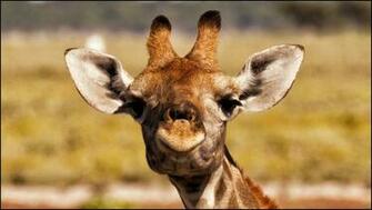 Giraffe Computer Wallpaper Desktop Background