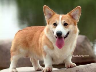 Pembroke Welsh Corgi Dog Breeds