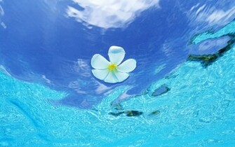 Water Lily Back To Wallpaper Home