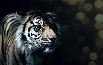 Tiger Wallpaper