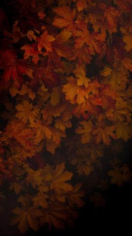 Autumn Foliage Portrait Wallpaper Leaves