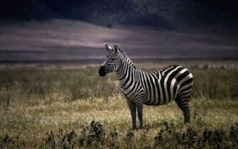 Zebra Wallpaper Top Background