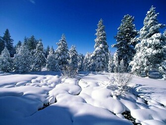 Winter Wonderland Pictures Wallpaper
