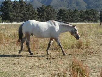 Appaloosa Horse By Kayosa Stock