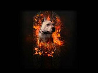 Is This Pit Bull