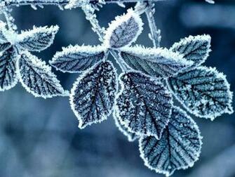 Winter Leaf Wallapaper Inch