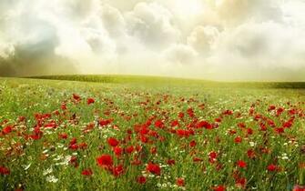 Wallpaper Red Poppies Field And Clouds For
