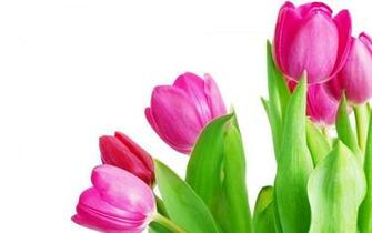 Pink Tulip Wallpaper