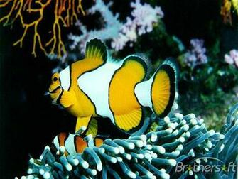 Saltwater Fish Screensaver