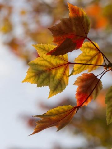Autumn Wallpaper HD Hq