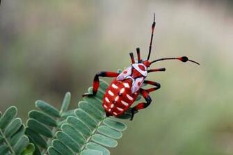 221h3eo Insects Wallpaper Picserio