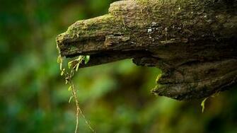 Wallpaper Nature Depth Of Field HD