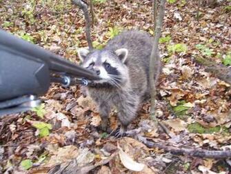 Coon Hunting Background Was On A Muzzy Hunt For