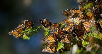 Monarch Butterfly Migration Wallpaper Butterflies Migrating