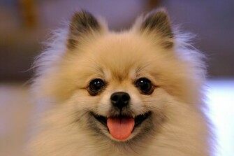 Pomeranian Wallpaper Jpg