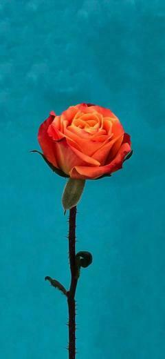 Ios Orange Rose Wallpaper Ioswall