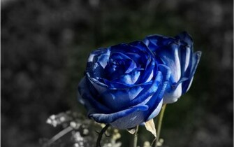 Blue Roses