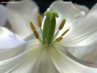 White Tulip Wallpaper HD In Flowers Imageci