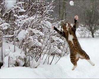 Snow Cats Animals Brown Wallpaper HD