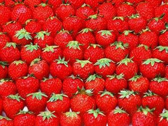 Fruit Photography Fresh Strawberry Garden Strawberries