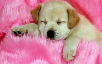 Cute Dog Wallpaper