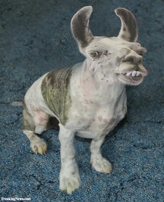 Ugly Dog Pictures Desktop Background