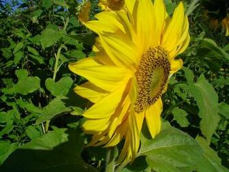 Xp Wallpaper For Windows Sunflower