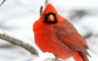 Cardinal Bird Red Branches Tree Snow Winter Bokeh Wallpaper Background