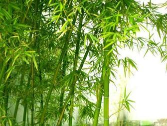 Bamboo Tree Wallpaper HD