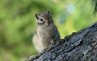 Chipmunks Wallpaper Pets Cute And Docile