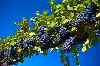Fresh Grapes High Definition Pc Wallpaper Black HD