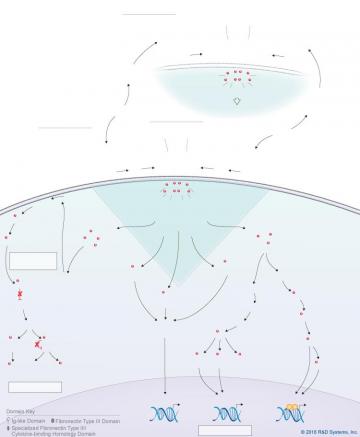 Il Signaling Pathways R D Systems