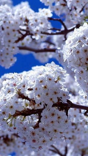 Wallpaper iPhone Springtime 3d