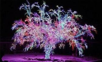 Lit Tree Winter Christmas
